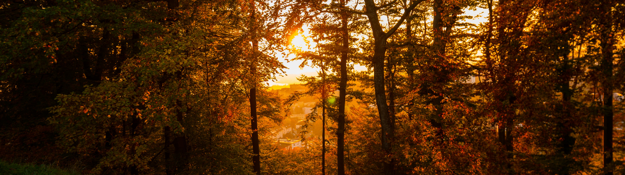 Fall season representing the start of pigmentation and skin treatments Fall season representing the start of pigmentation and skin treatments